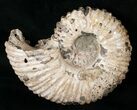 Bumpy Douvilleiceras Ammonite Fossil #16921-1